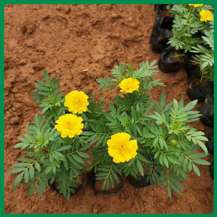 大量供应孔雀草 品质好孔雀草 孔雀草基地种植