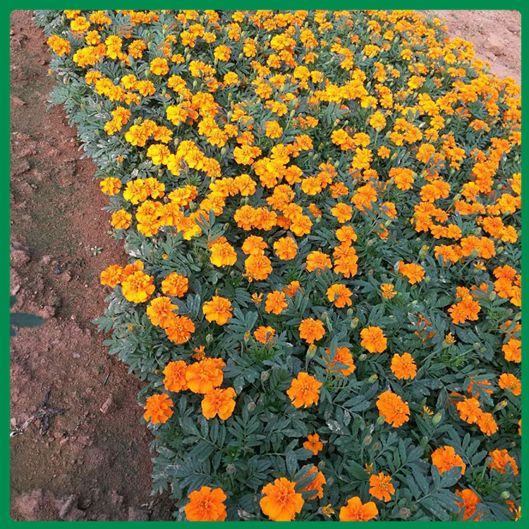 玉江孔雀草基地直销 节日租宝用孔雀草 孔雀草批发商