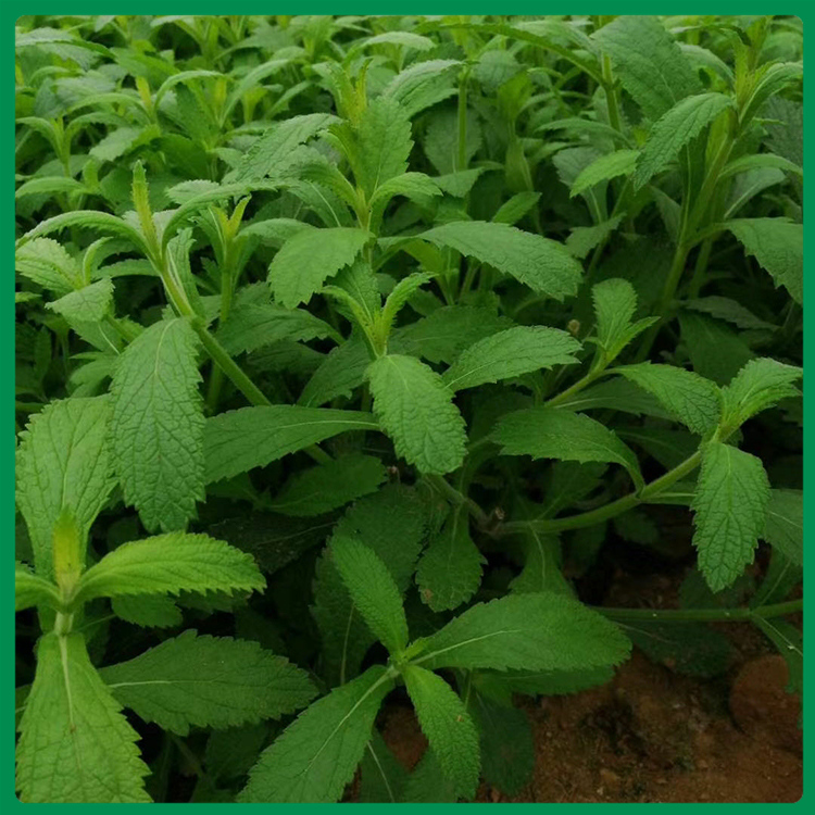 玉江花卉批售优良马鞭草 马鞭草价格 马鞭草杯苗