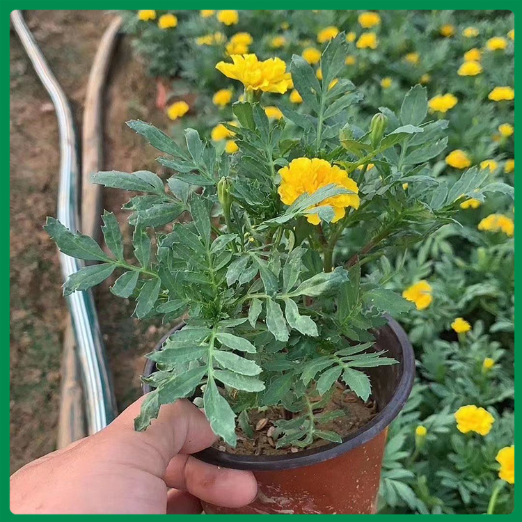 基地直销孔雀草 租摆孔雀草 山东孔雀草种植基地