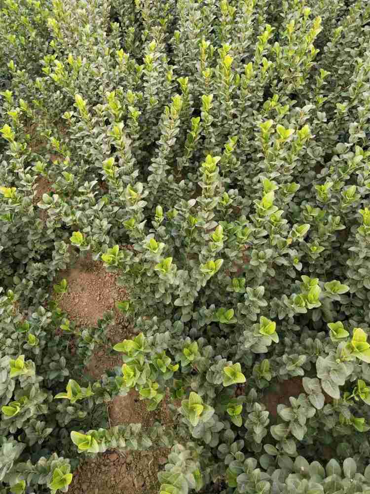 陕西卫矛小苗  卫矛  卫矛球价格 成活率高