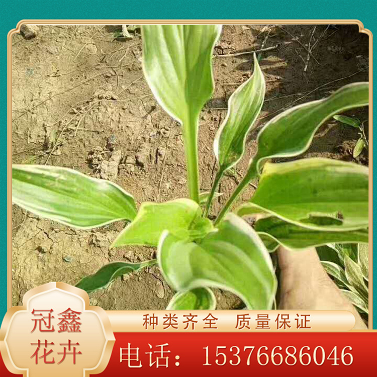 批发销售玉簪小苗 观花玉簪批发报价 质量好玉簪