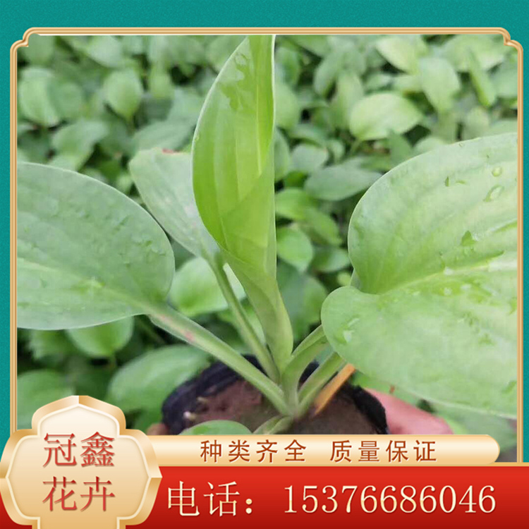 玉簪 玉簪报价 玉簪基地培育