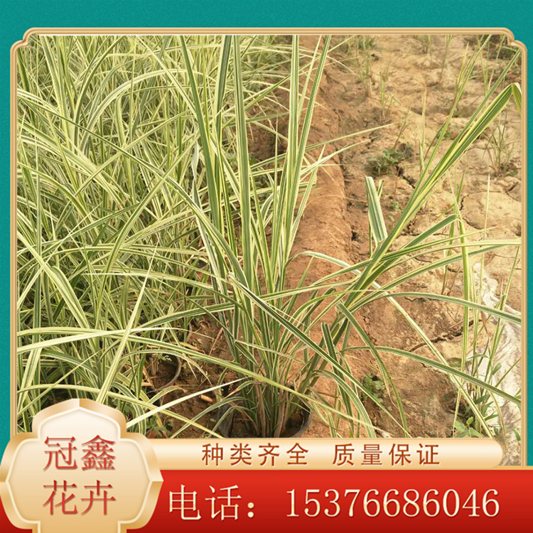 花叶芒 批发花叶芒基地 山东花叶芒批发商
