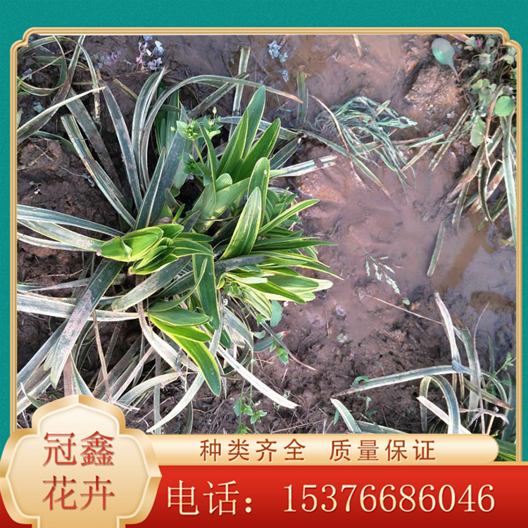 金边麦冬供应基地 金边麦冬批发基地 培育金边麦冬