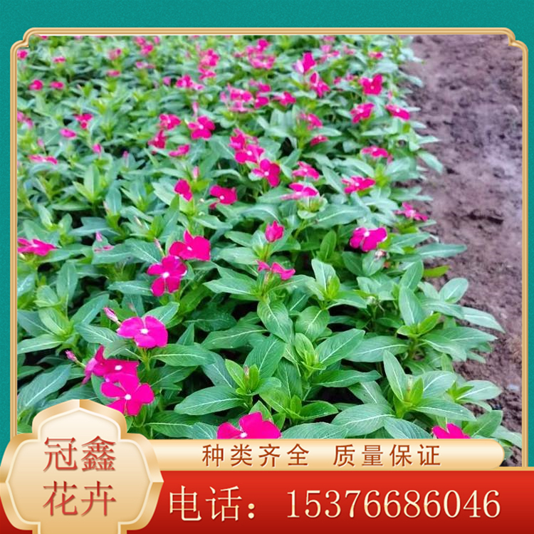 天天开 长春花报价 天天开基地