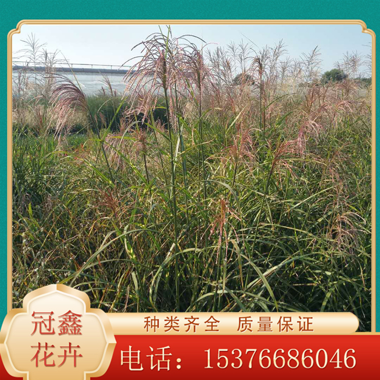 斑叶芒杯苗 直销斑叶芒 大量供应斑叶芒 基地直销斑叶芒