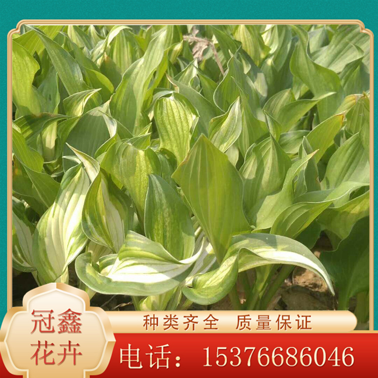 玉簪小苗 玉簪订购 玉簪供应基地