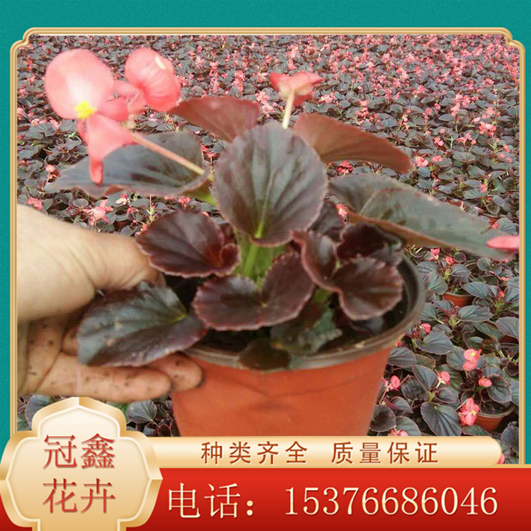 四季海棠价格 四季海棠花苗 大量栽植四季海棠