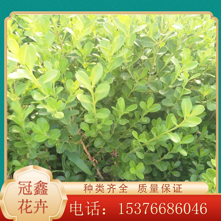 培育瓜子黄杨 瓜子黄杨 山东瓜子黄杨 青州冠鑫