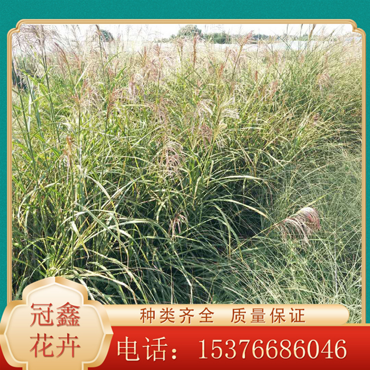 花坛背景花卉 斑叶芒 出售斑叶芒苗 现苗直销