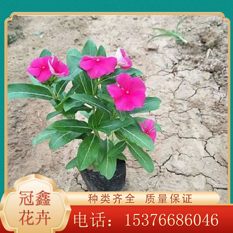 天天开 苗圃直销 观赏天天开