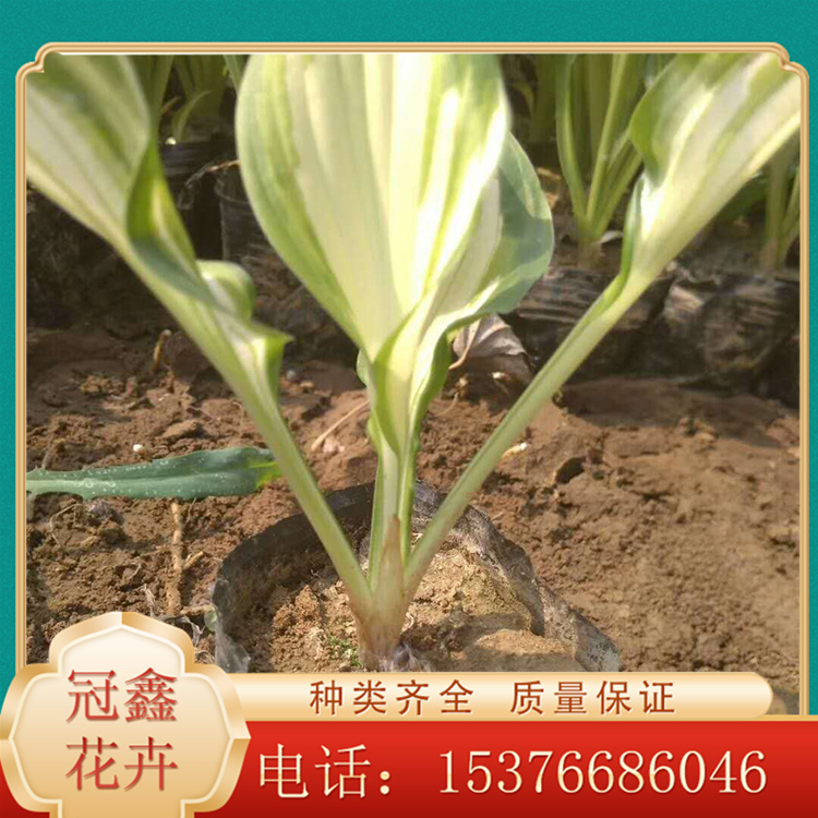 玉簪小苗 玉簪行情 玉簪价格