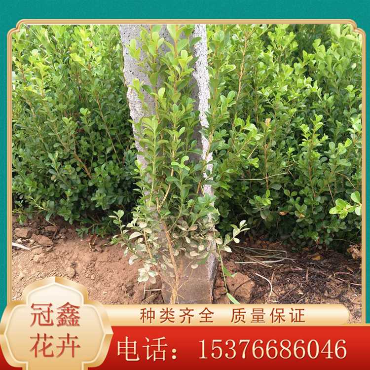 瓜子黄杨小苗价格 直销瓜子黄杨 瓜子黄杨货源 批发量大优惠