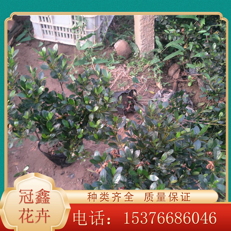 直销石岩杜鹃 石岩杜鹃价格 淄博石岩杜鹃供应商