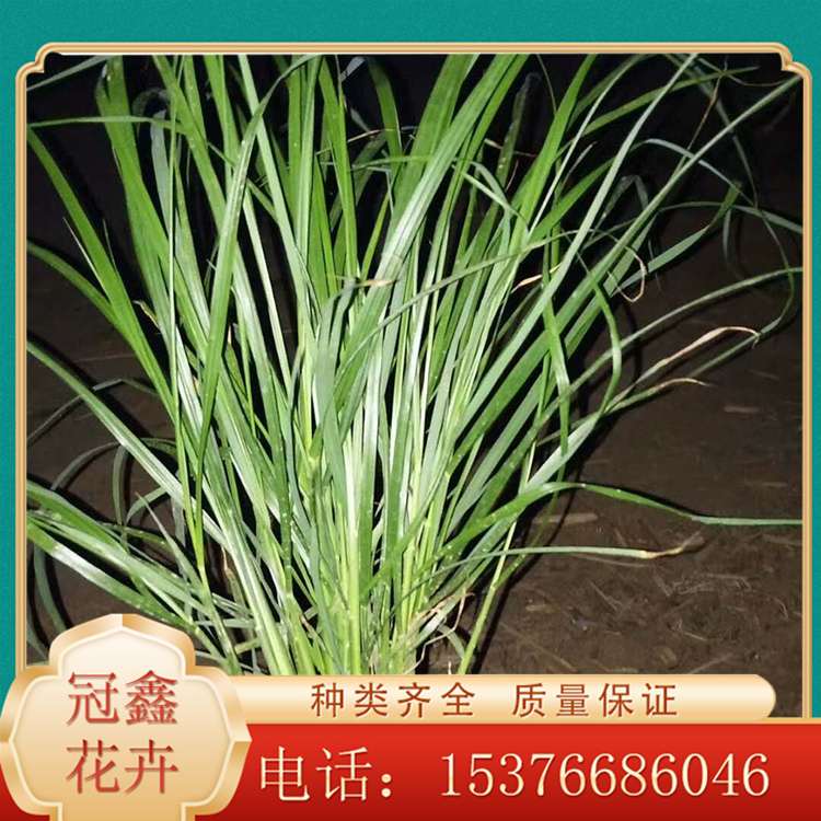 矮蒲苇行情 矮蒲苇小苗 河北矮蒲苇种植基地