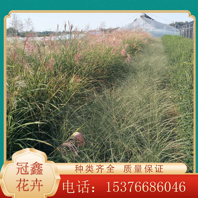 花坛背景花卉 斑叶芒基地 青州斑叶芒基地 量大优惠