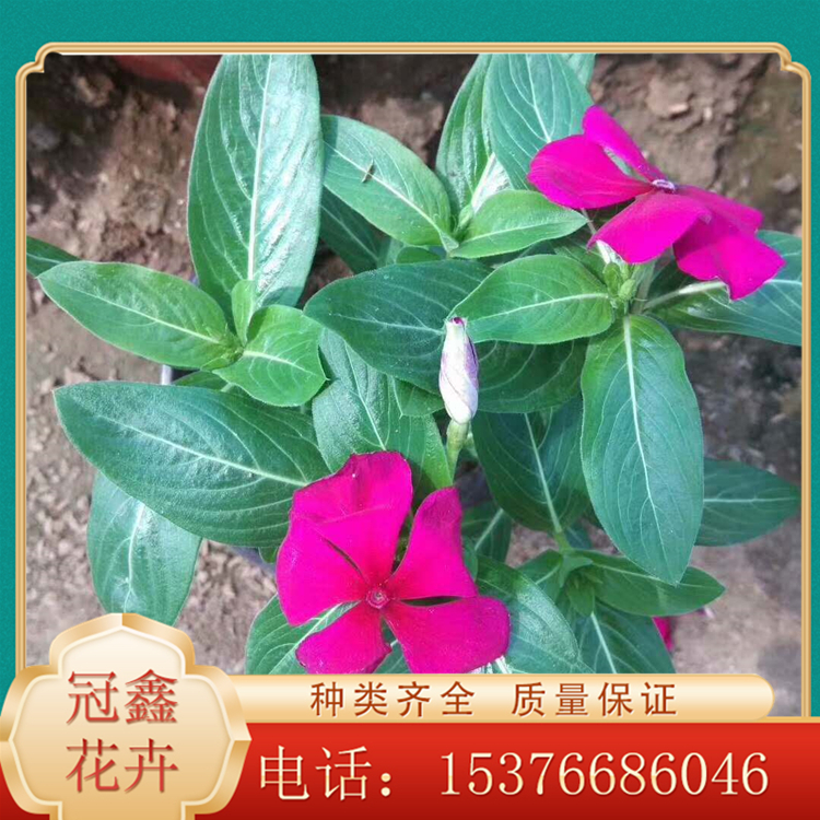 天天开价格 直销长春花基地 基地直销