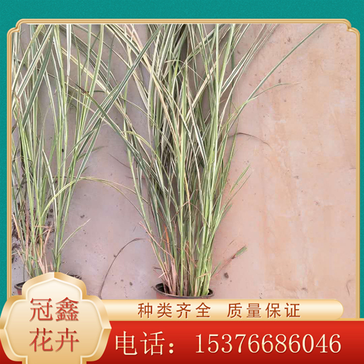 耐寒花叶芒 花叶芒批发销售 河北花叶芒种植基地