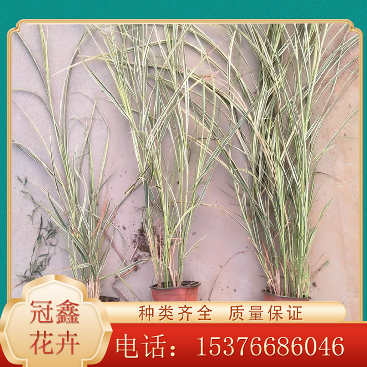 耐寒花叶芒 花叶芒苗圃直销 江苏花叶芒价格