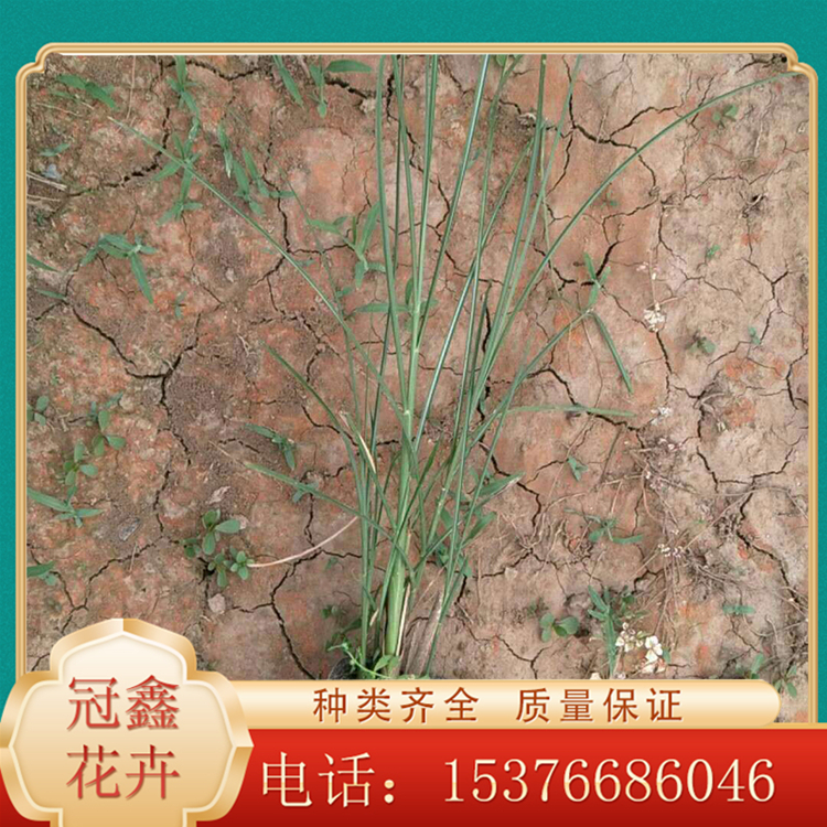 细叶芒基地种植批发 量大价优