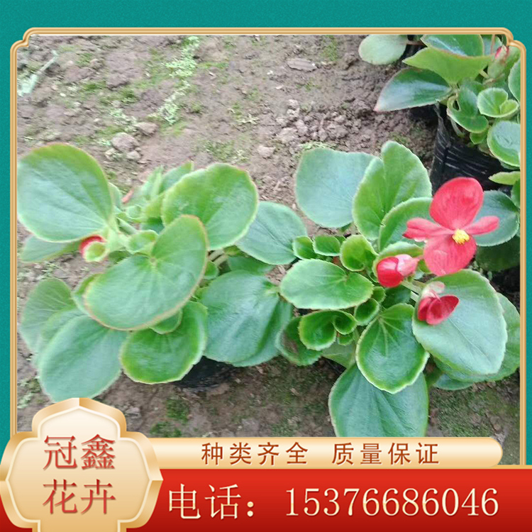 四季海棠盆栽苗 四季球海棠 四季海棠花苗基地