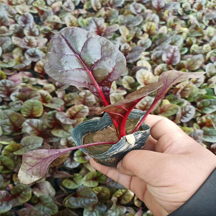 红叶菠菜价格 红叶菠菜批发销售 红叶菠菜量大从优 江瑞花卉