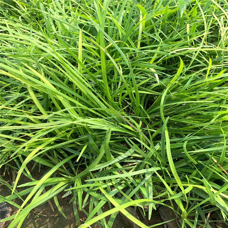 青绿苔草 青绿苔草基地 江瑞青绿苔草种植