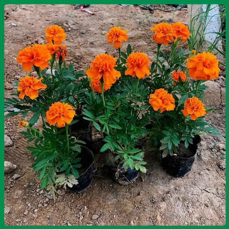 孔雀草营养钵苗 山东孔雀草价格 孔雀草花苗批发