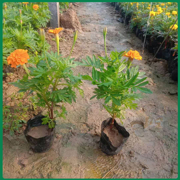 孔雀草 孔雀草营养钵苗价格 菏泽孔雀草