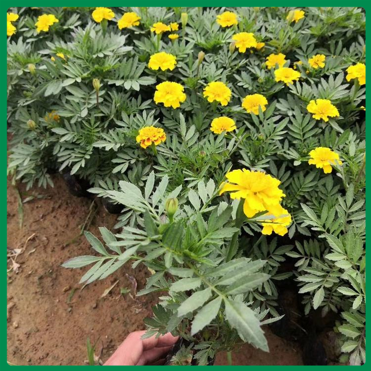 孔雀草种植基地 诺森花卉 菏泽孔雀草