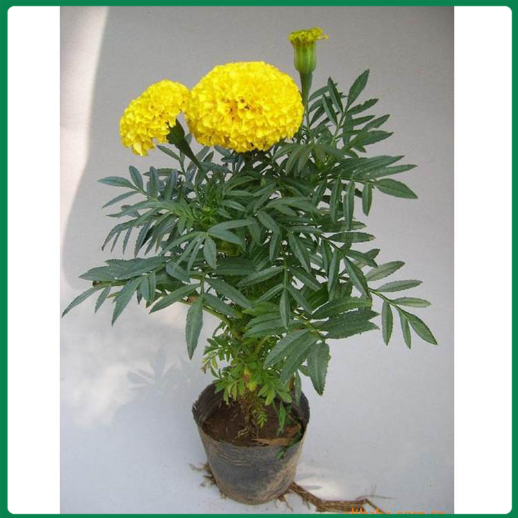 孔雀草营养钵苗 孔雀草盆栽 孔雀草花苗批发
