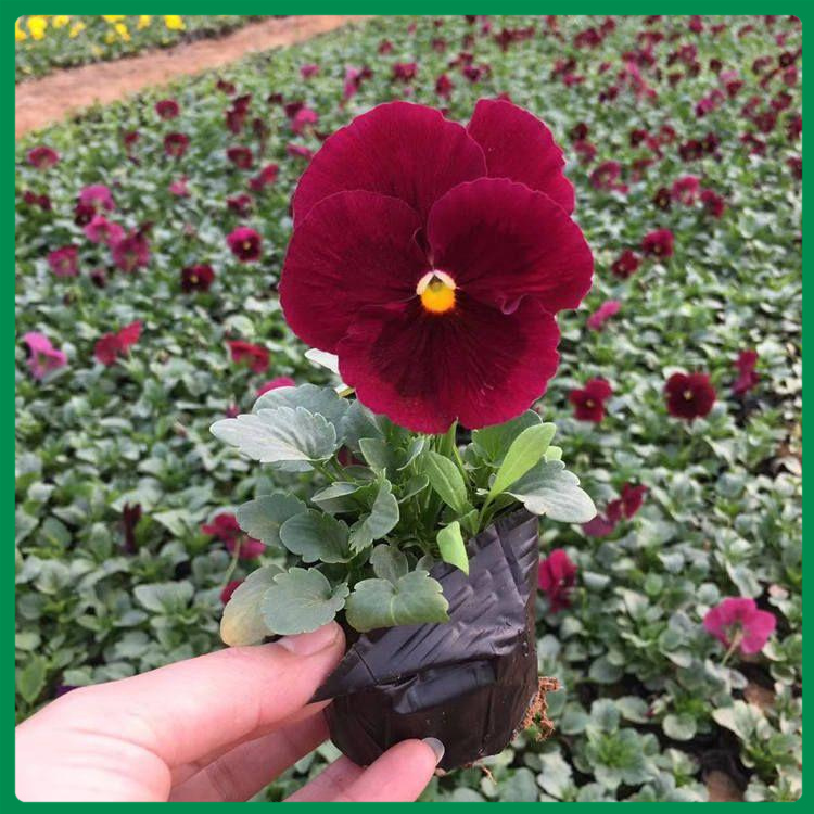 【诺森】三色堇_大量现苗接受预定 优良观花三色堇行情 