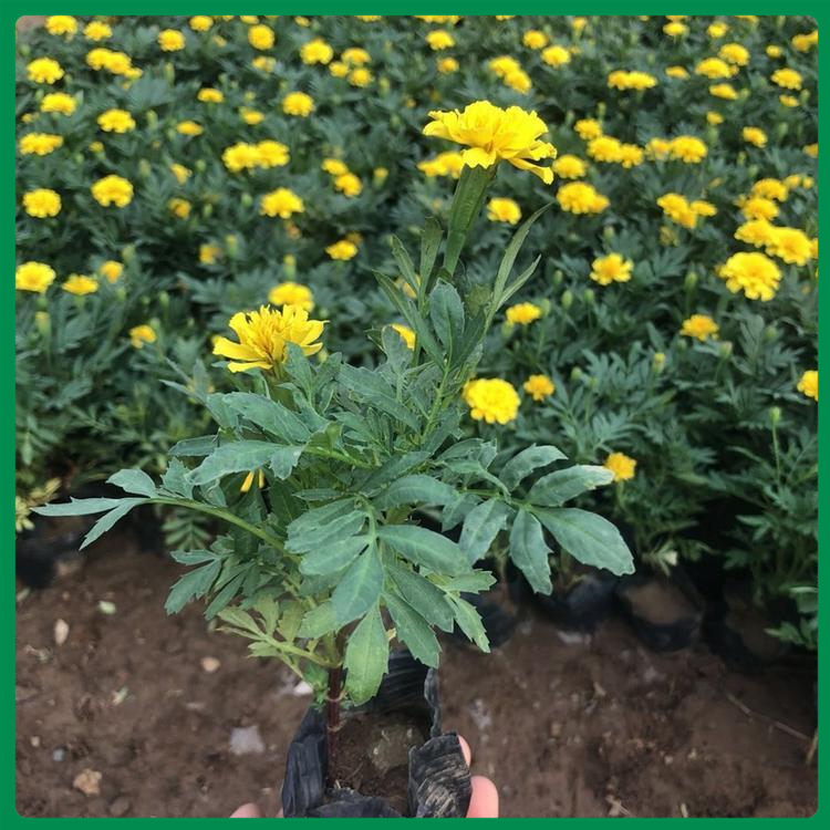 孔雀草 山东孔雀草培育基地出售 大量供应