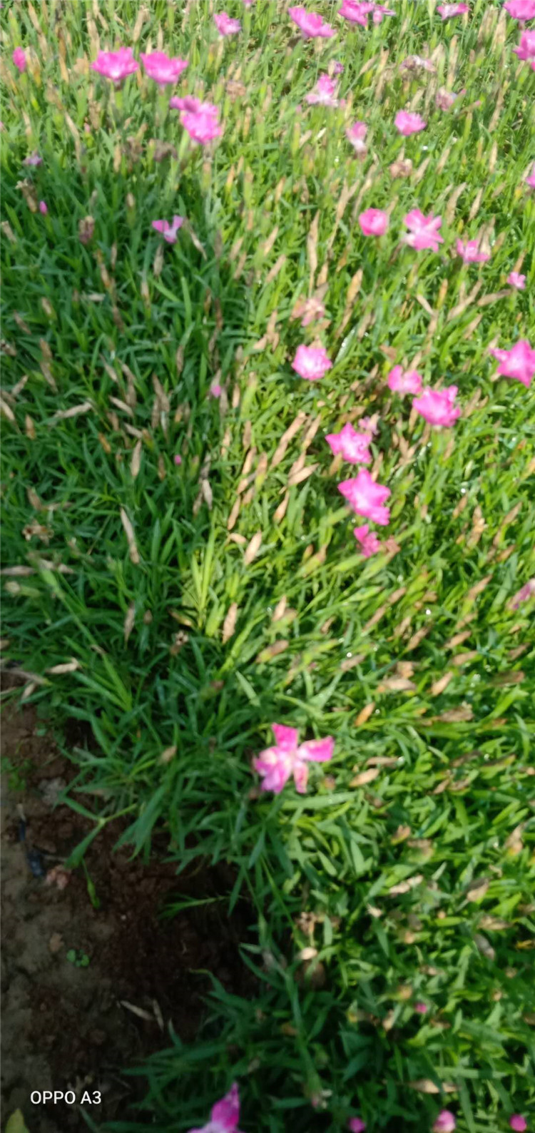 绿化用地被石竹穴盘苗 地被石竹 河北地被石竹穴盘苗