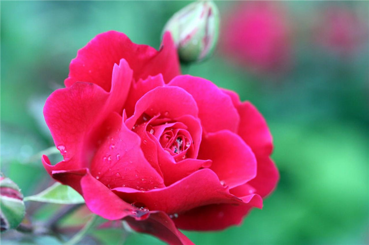河北红帽月季病虫害 红帽月季 【海润】时令草花 红帽月季病虫害