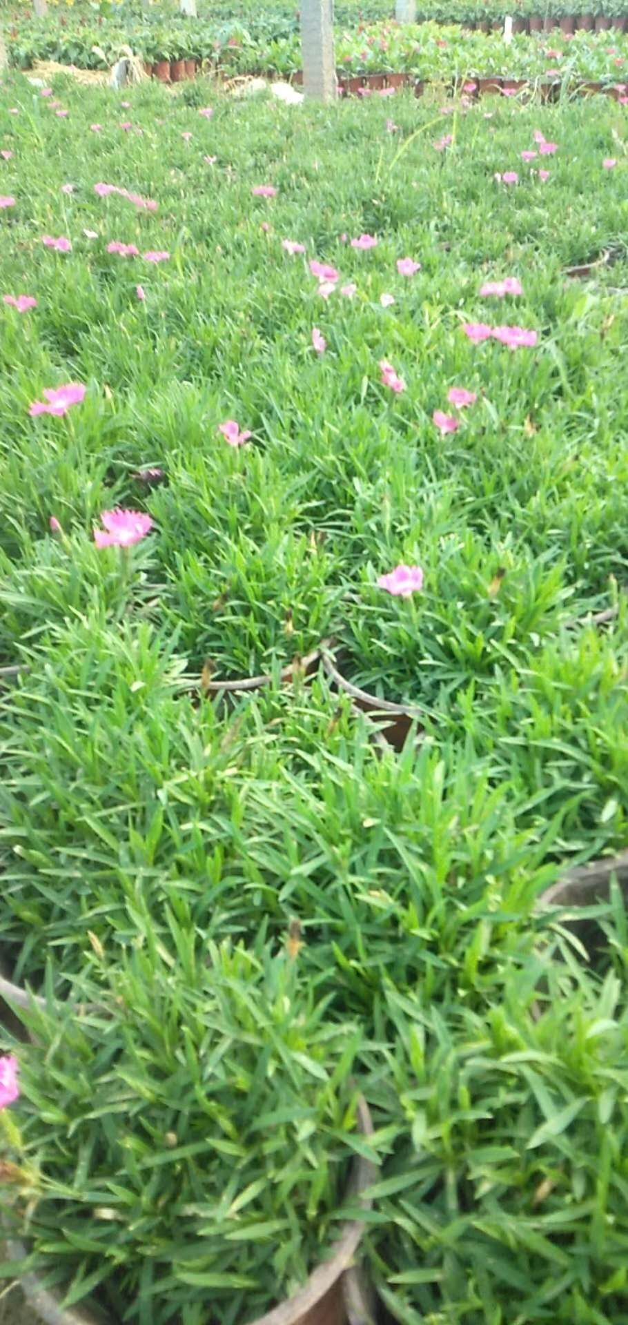 营养钵地被石竹穴盘苗 地被石竹 青州地被石竹穴盘苗