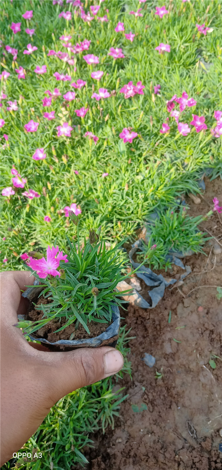 地被石竹 地被石竹双色盆 绿化用地被石竹好苗子 海润花卉