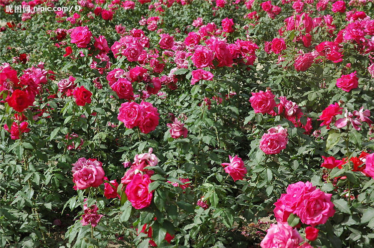 青州红帽月季病虫害 红帽月季 【海润】时令草花 红帽月季病虫害