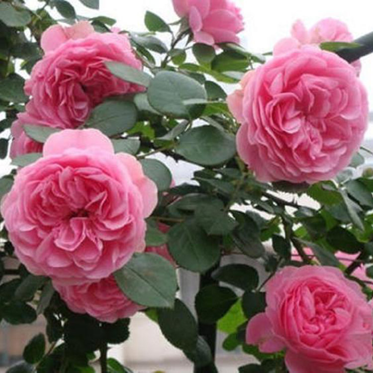 丰花月季供应商 直供丰花月季 丰花月季小苗