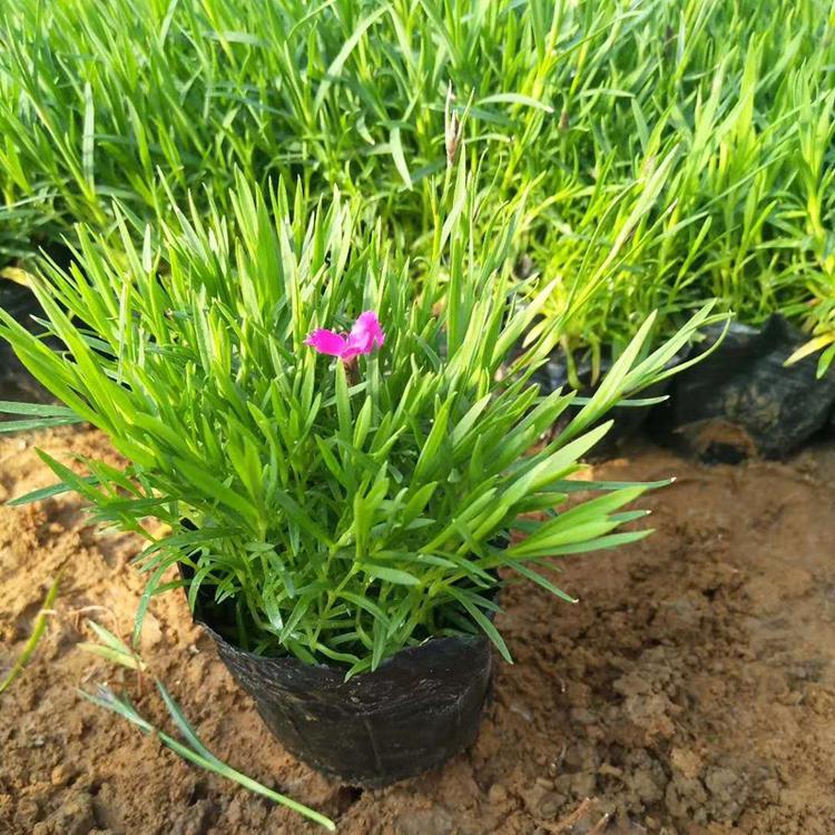 观花欧石竹 欧石竹基地 青州基地直供欧石竹