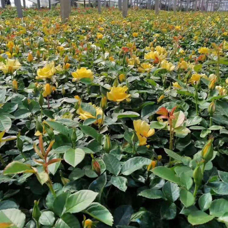 黄花月季 月季花苗 月季花苗种植基地