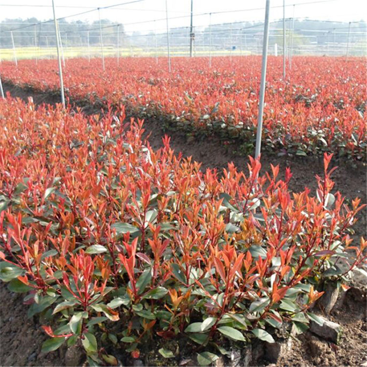 绿化苗木基地直供红叶石楠 红叶石楠绿化苗供应