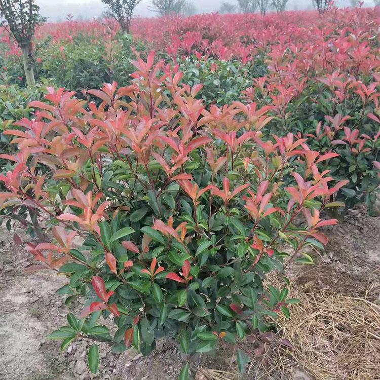 大量供应红叶石楠 红叶石楠小苗供货商