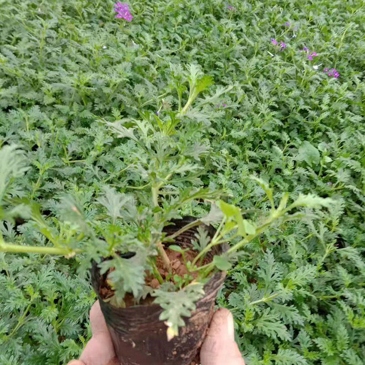 美女樱 好成活美女樱花苗 基地种植美女樱 菏泽美女樱基地