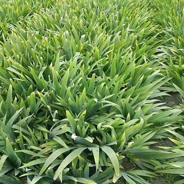 山东兰花鸢尾 兰花鸢尾批发价格
