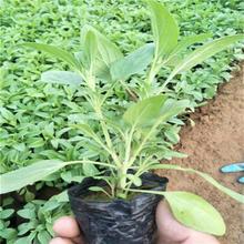 草花鼠尾草杯苗 山东草花鼠尾草供应商 采购找禹阳