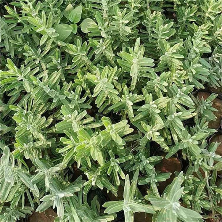 薰衣草种植基地 花海景观用薰衣草苗 青州草花基地