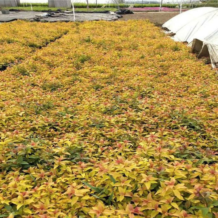 金山绣线菊 山东草花 金焰绣线菊供货商