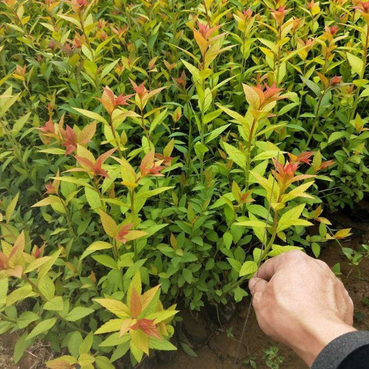 金焰绣线菊价格 绿化工程用苗 山东金焰绣线菊
